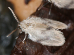 Psychodidae