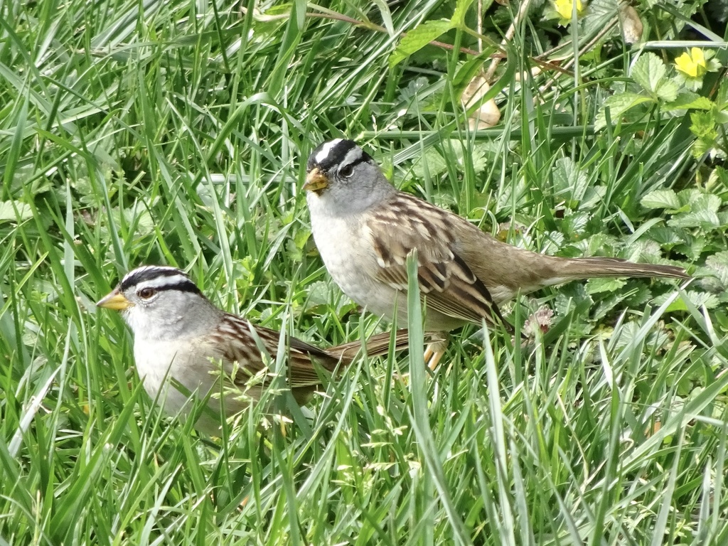White-crowned Sparrow (pugetensis)
