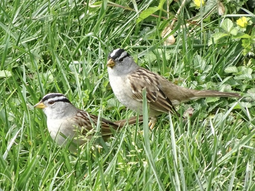 White-crowned Sparrow (pugetensis)