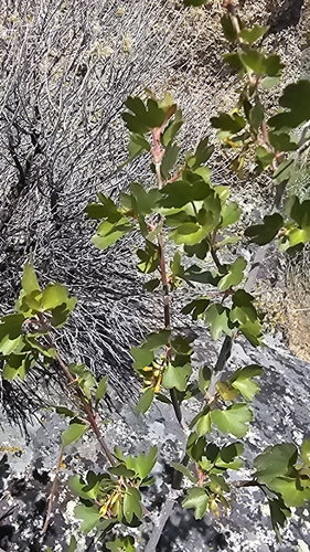 golden currant