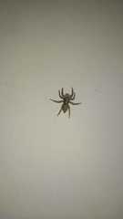 Menemerus bivittatus