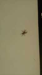 Menemerus bivittatus