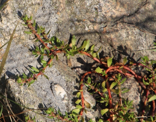 Laurembergia repens subsp. brachypoda image