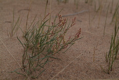 Rumex graminifolius
