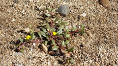 Camissoniopsis ignota