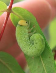 Cimbicidae