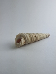 Turritella
