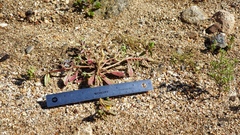 Camissoniopsis ignota
