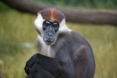 Collared Mangabey photo 3