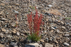 Rumex graminifolius