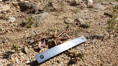 Camissoniopsis ignota