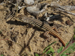 Acanthodactylus erythrurus