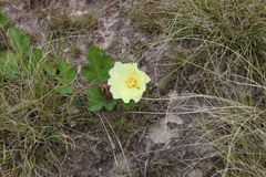 Cienfuegosia sulphurea