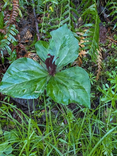 Trillium kurabayashii