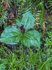 Trillium kurabayashii