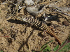 Acanthodactylus erythrurus