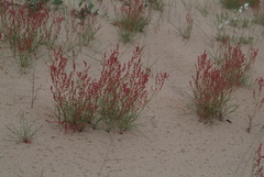 Rumex graminifolius