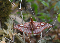 Antheraea godmani