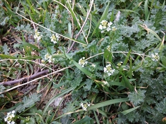 Calepina irregularis