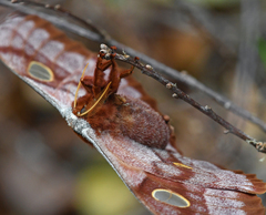 Antheraea godmani