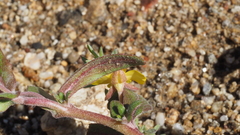 Camissoniopsis ignota