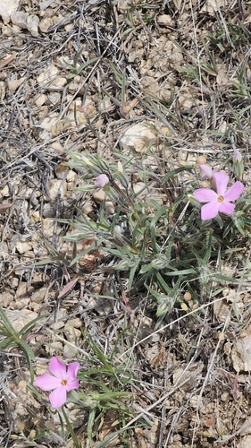 Longleaf Phlox