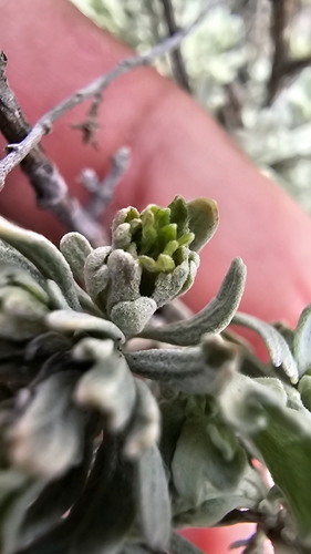 Big Sagebrush