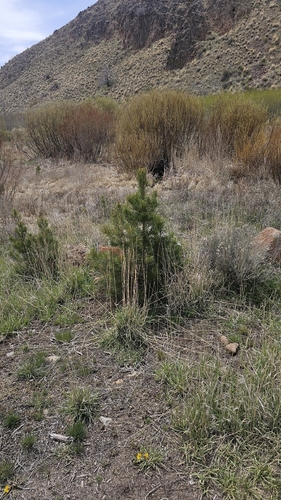 lodgepole pine