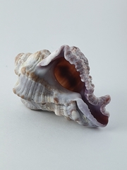 Hexaplex kuesterianus