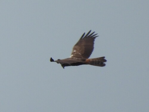 iNaturalist image