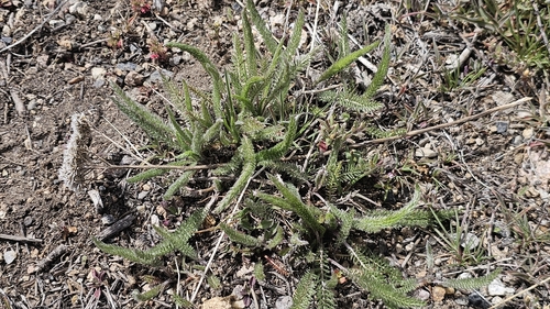 common yarrow