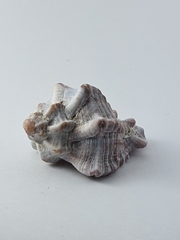 Hexaplex kuesterianus