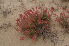 Rumex graminifolius
