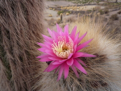 Trichocereus bertramianus