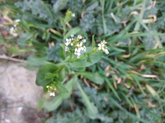 Calepina irregularis