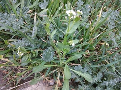 Calepina irregularis