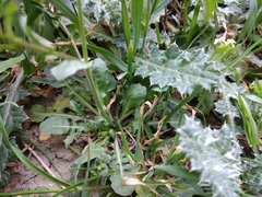 Calepina irregularis