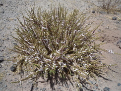 Junellia seriphioides