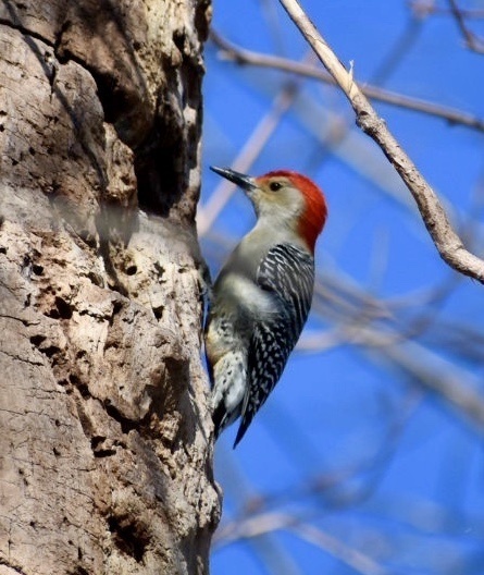 Red-bellied Woodpecker (EwA Guide to the Birds of the Fells