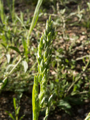 Poa bigelovii