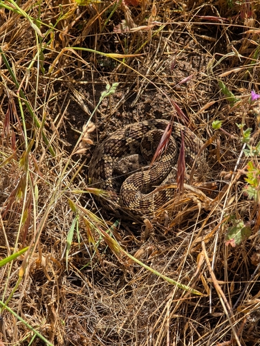 iNaturalist observation photo of Northern Pacific Rattlesnake