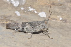 Oedipoda coerulea