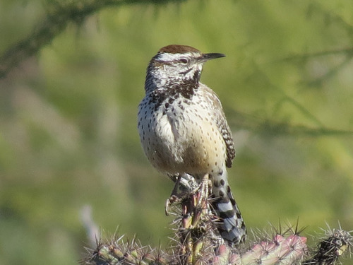 Cactus Wren