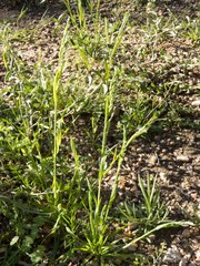 Poa bigelovii