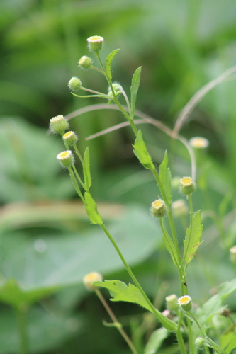 Erigeron laevigatus, 2026-04-21