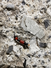 Parameropaederus lusitanicus