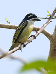 Pogoniulus bilineatus