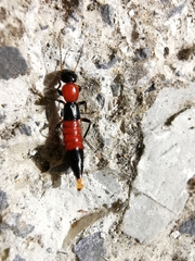 Parameropaederus lusitanicus