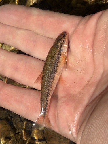Miniellus nubilus