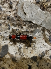 Parameropaederus lusitanicus